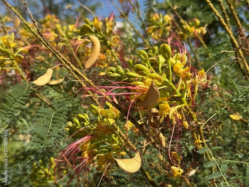 Close-up shot of yellow bird of paradise (Erythrostemon gilliesii / Caesalpinia gilliesii) flowers with long red stamens and green feathery foliage outdoors on a sunny day.