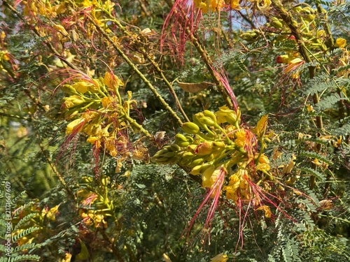 Close-up shot of yellow bird of paradise (Erythrostemon gilliesii / Caesalpinia gilliesii) flowers with long red stamens and green feathery foliage outdoors on a sunny day.