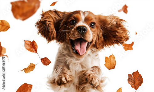 Playful dog jumps in autumn leaves