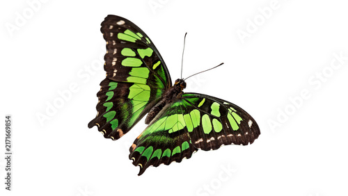 Beautiful green butterfly with open patterned wings insect isolated on a white background