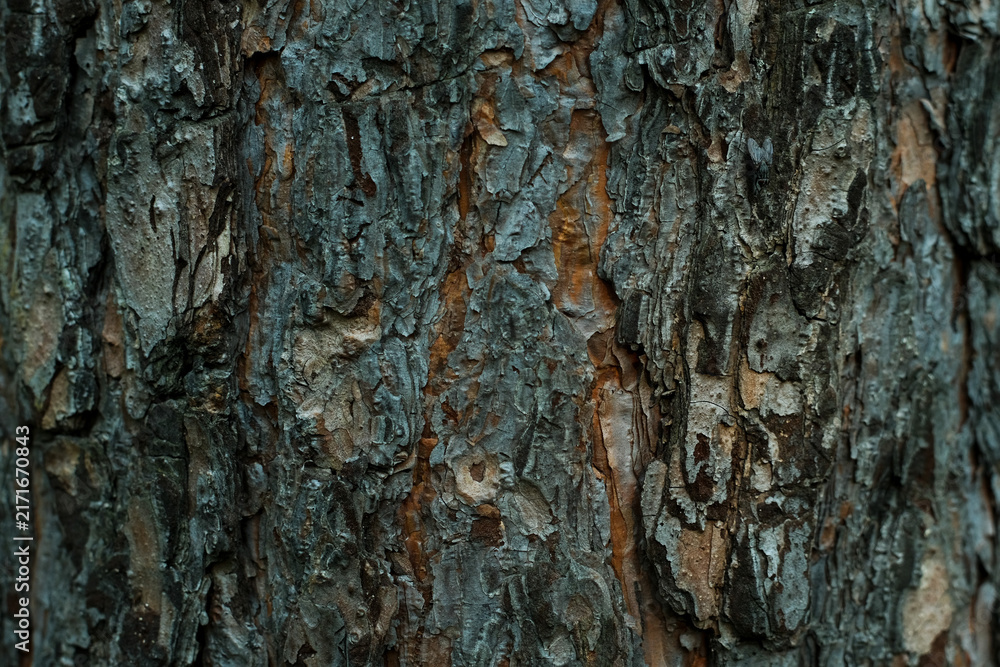 Fototapeta premium Brown textured pine bark, close-up