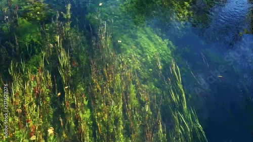 Sunlight filtering through crystal clear water illuminating lush green underwater plants and floating leaves. Stunning footage for environmental, natural, and wilderness projects.