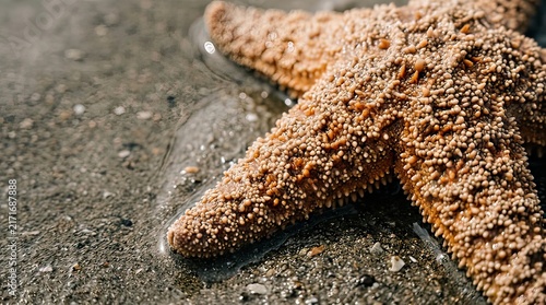Close up of a starfish on wet sandy beach