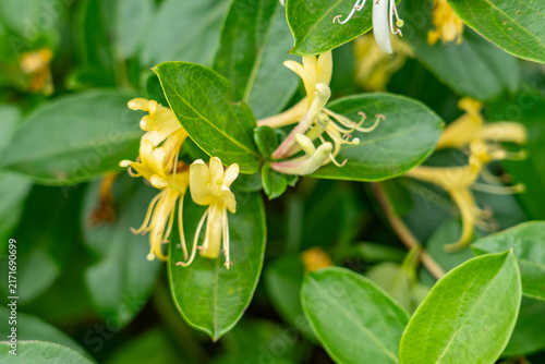 Quadro su tela Lonicera japonica, Japanese honeysuckle and golden-and-silver honeysuckle