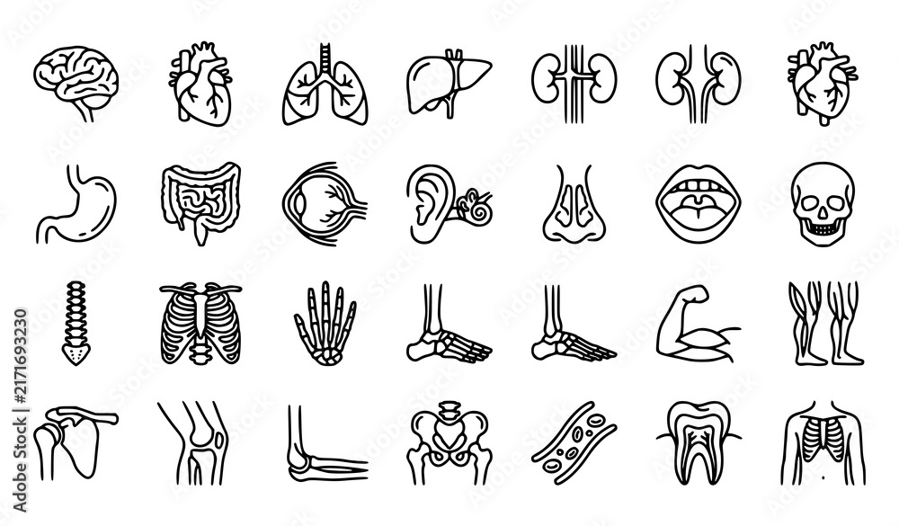 Fototapeta premium Human Organs and Anatomy Line Icon Set Featuring Internal Organs Bones Muscles Joints and Body Structures for Medical Education Healthcare Websites and Apps