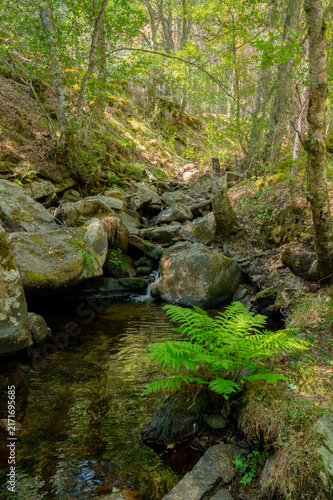 Fotografie Sunlit woods with small stream flowing through mossy rocks and t