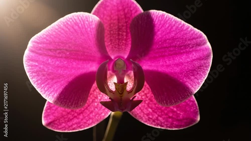 Close up of a vibrant pink orchid flower backlit by soft golden light against a dark background, elegant botanical detail