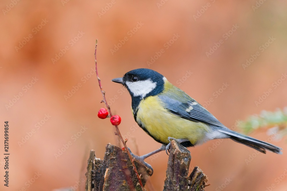 Obraz premium A great tit sits on a tree stump in autumn. A great tit in the nature habitat. Parus major. Wildlife scene with a titmouse. 