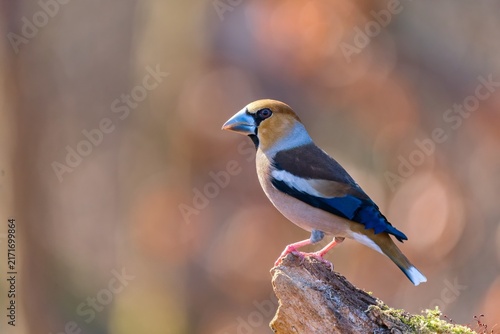 Obraz na płótnie A male hawfinch sits on a branch