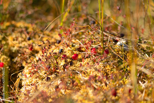 Cranberries grow wild on a bog, red berries thriving among moss and green plants in closeup. The untouched wetland offers a pure, serene harvest of organic fruit for foraging in autumn.