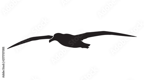 Foto Soaring albatross in flight a black silhouette against a white background