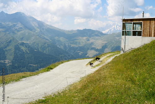 Mountain Trail With Dogs and Alpine Valley