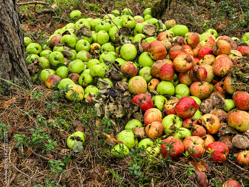 Quadro su tela Decaying green and red apples scattered on forest floor near tree