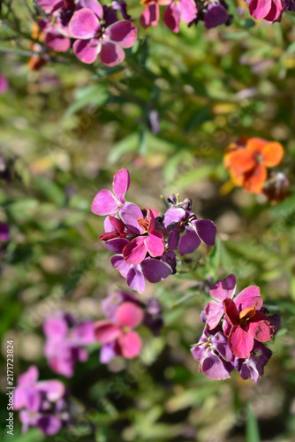 Bild auf Leinwand Beautiful purple wallflower clusters bloom in a bright summer garden with warm s