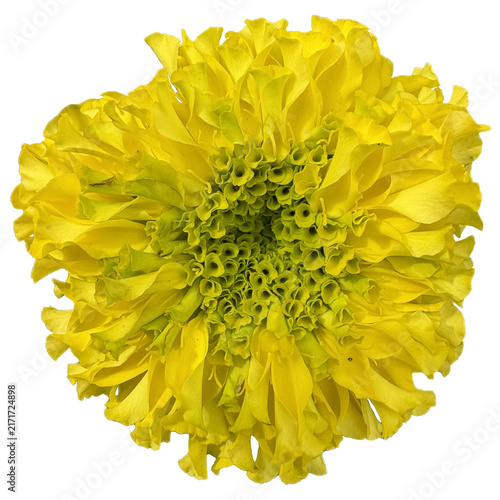 yellow flower isolated on white