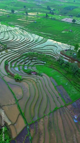 the beauty of the foggy morning panorama with sunrise and rice fields in Bengkulu, indonesia, asia
