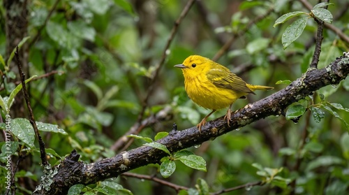 Yellow Warbler Bird