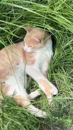 cat in the grass