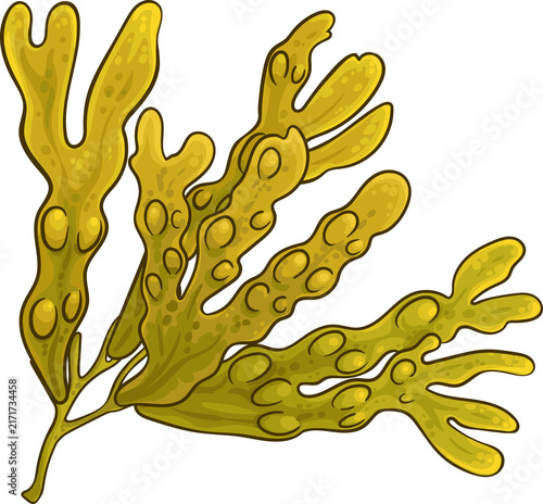 Foto Fucus Branch Colored Detailed Illustration