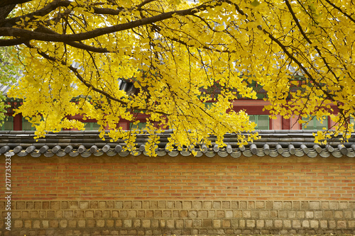 Photography 은행나무,경복궁,종로구,서울
