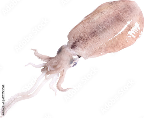 Konstfotografi Squid Isolated On Transparent Background
