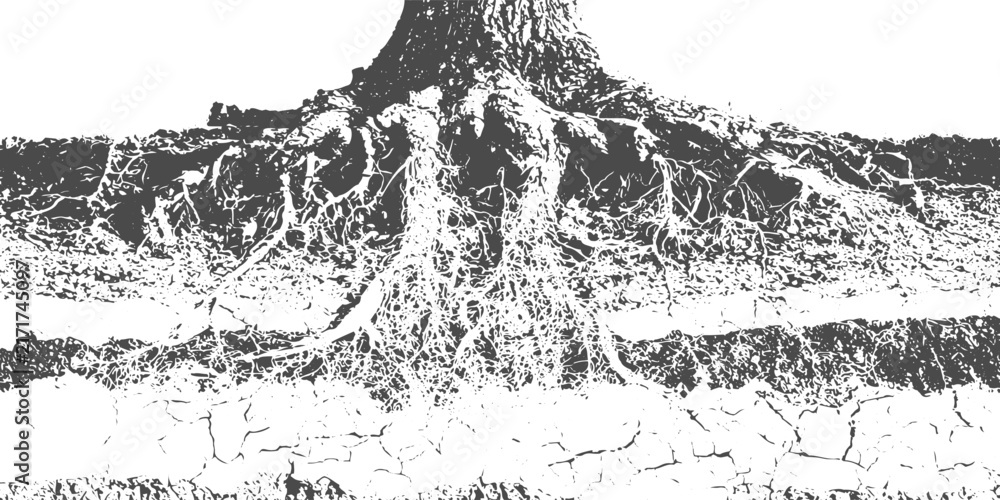 Obraz premium Tree Root System Cross Section, Various Trees with Detailed Roots in Different Soil Layers, Ground Conditions, Underground Botanical Structure and Educational Vector Illustration.