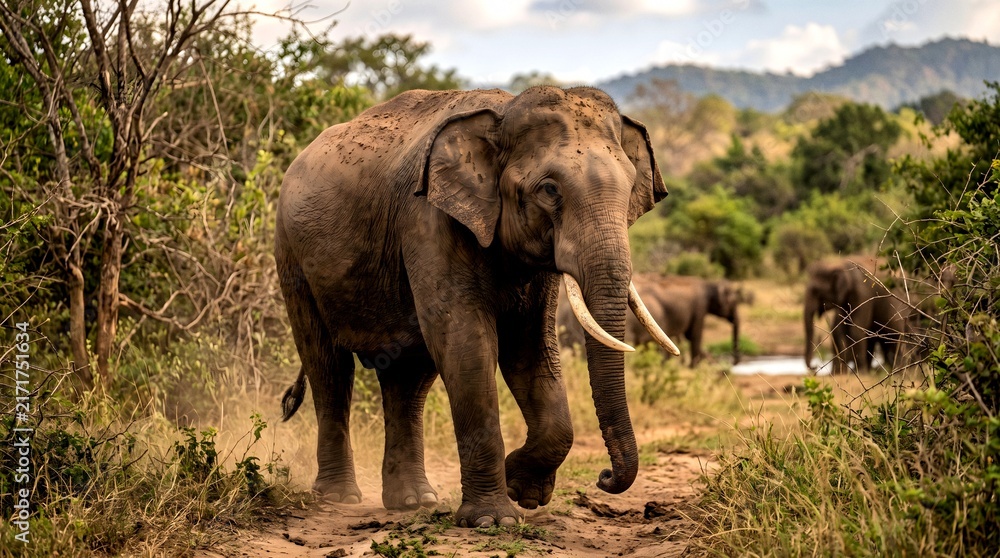 Fototapeta premium Adult African elephant walks toward the camera along a dry bush track, framed by scrub vegetation and distant hills for wildlife, safari, and conservation content.