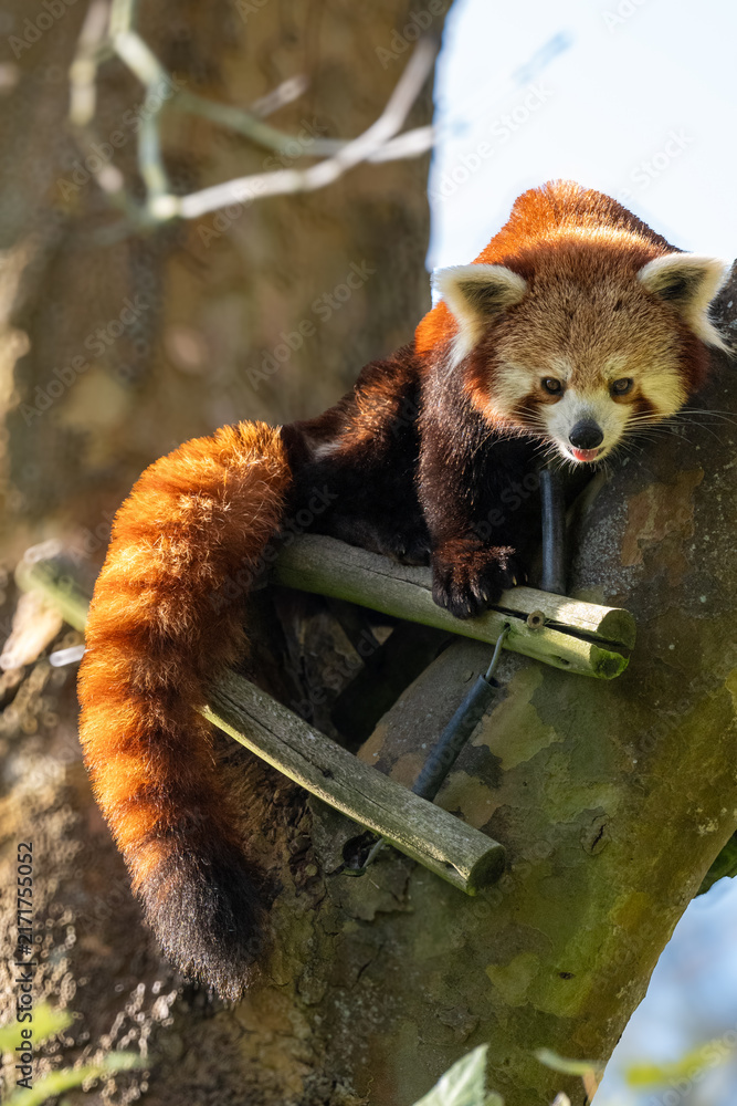 Fototapeta premium red panda 