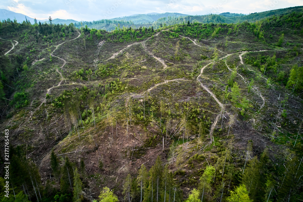 Naklejka premium Aerial view of landscape with forested and deforested area in the mountains. Deforestation, logging