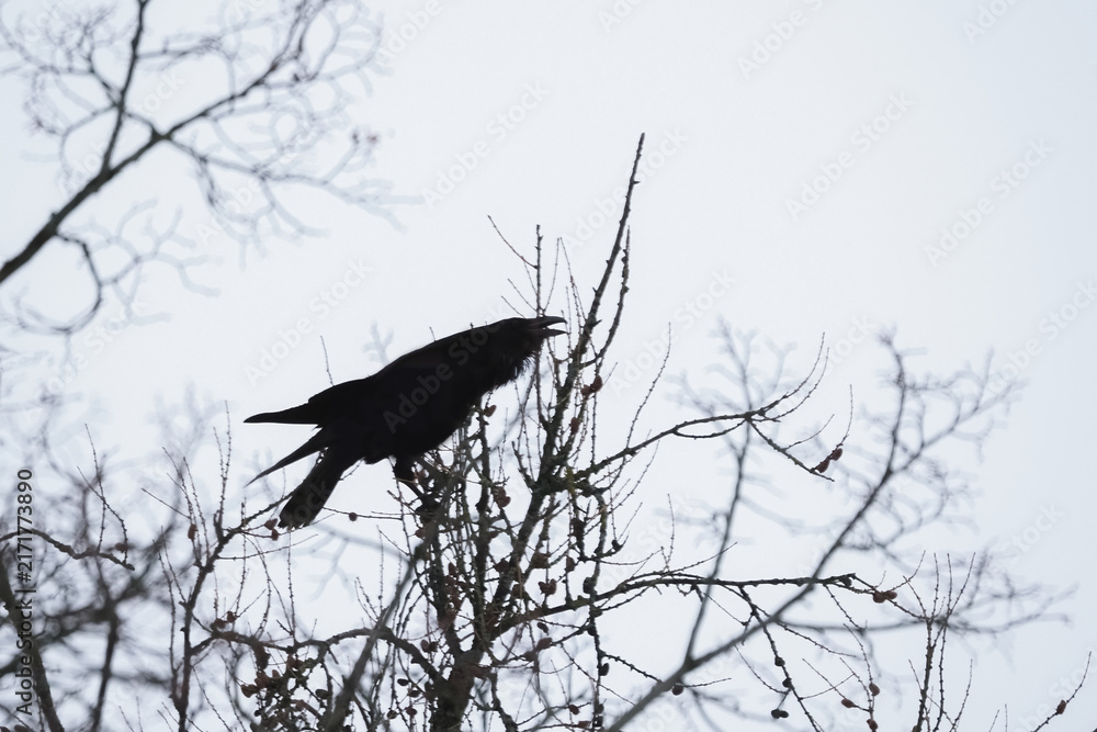 Naklejka premium Dark Raven Perched on Bare Winter Tree Branch Crying Out Against Pale Sky