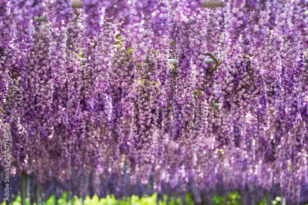 Fototapeta premium 満開の藤棚 春イメージ 