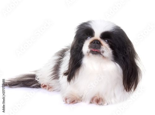 Canvastavla Pekingese dog in studio