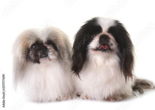 Photography Pekingese dogs in studio