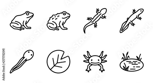Foto Amphibian Life Cycle Icons, Frog Tadpole and Salamander Vector Set, Pond Ecosyst