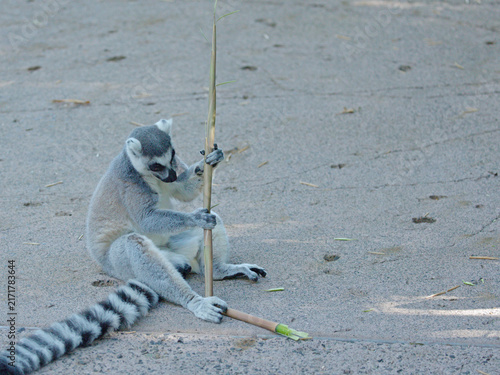 Ring-Tailed Lemur Sitting on Ground Holding a Bamboo Stick