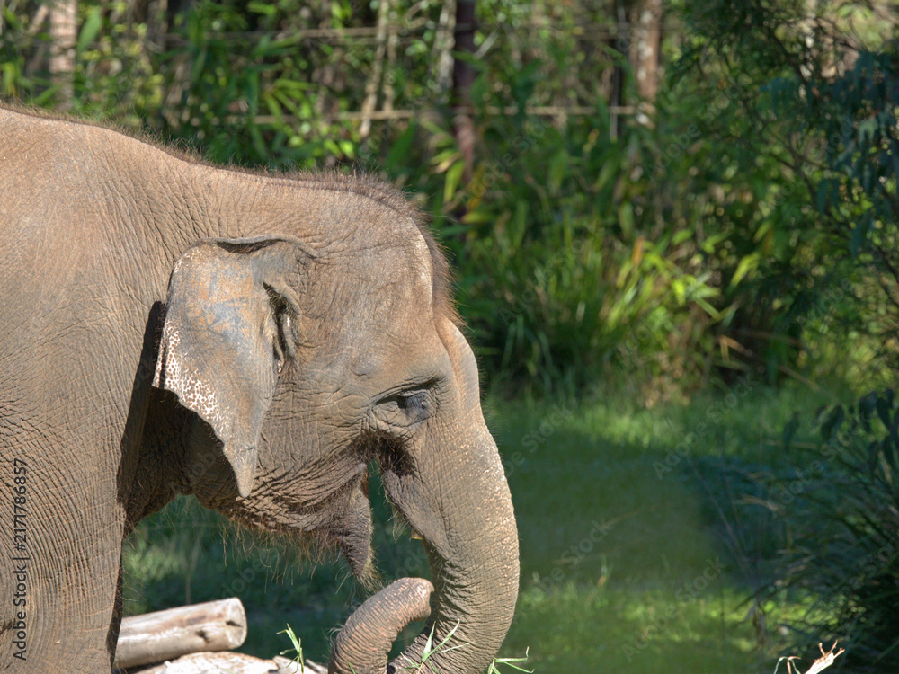 Naklejka premium Side Profile of an Asian Elephant Head in Natural Sunlight