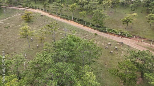 Aerial Drone Orbit Over a Sparse Pine Hill with Green Grassland and Cattle Grazing Below, Capturing a Peaceful Rural Landscape and Scenic Countryside in Vietnam
