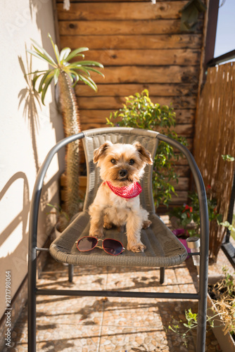  Cute Yorkshire terrier dog wearing red bandana and sunglasses on a balcony chair