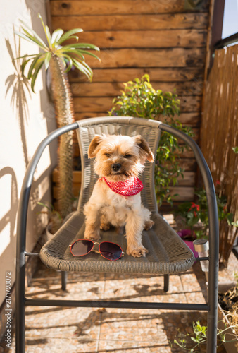  Cute Yorkshire terrier dog wearing red bandana and sunglasses on a balcony chair