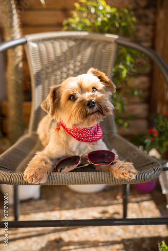  Cute Yorkshire terrier dog wearing red bandana and sunglasses on a balcony chair
