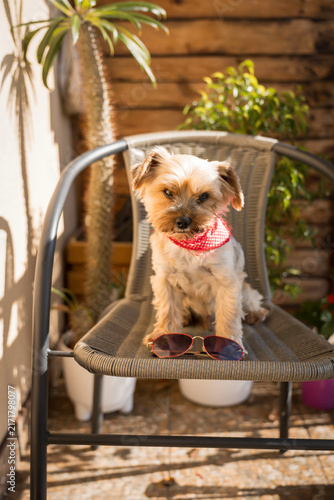  Cute Yorkshire terrier dog wearing red bandana and sunglasses on a balcony chair