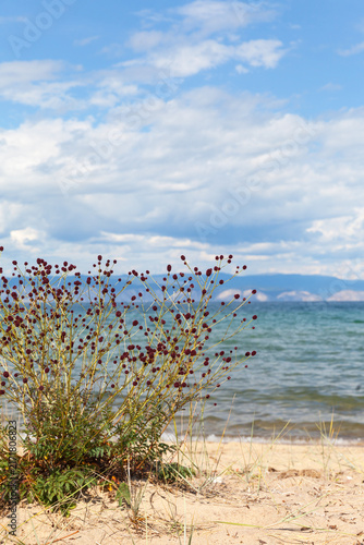 Lake Baikal. Medicinal plant burnet (Lat. Sanguisorba) grows on sandy beach of Olkhon Island on summer sunny day. Burnet is used in traditional and official medicine, as well as in veterinary medicine