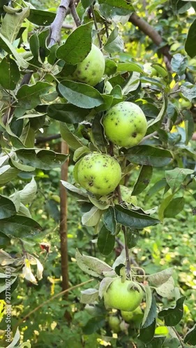 Mold, rot on apple fruits. Close-up of spoiled apples on a branch. Apple fungal disease in the orchard. Treatment of garden diseases