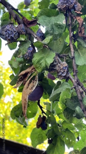 Ripe plums on a branch next to rotten fruits. Diseases in the orchard. Treatment of garden diseases
