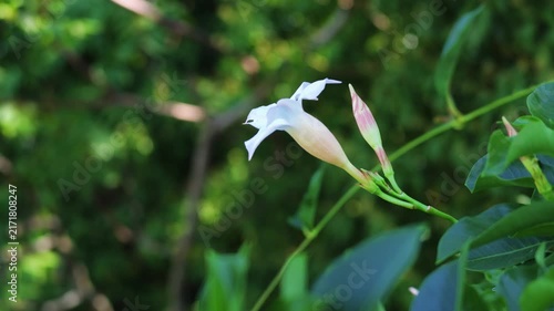 Slow-motion video of a flower blowing in the wind