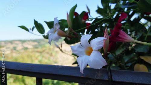 Slow-motion video of a flower blowing in the wind