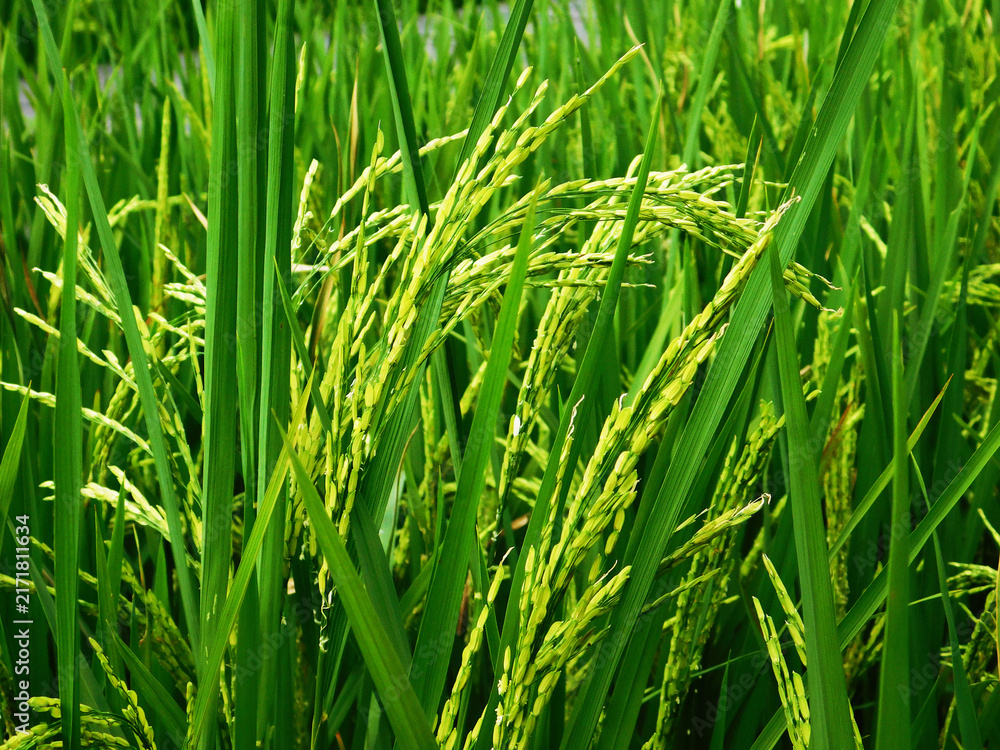 Fototapeta premium Rice plants in the growth and development phase—specifically the young grain-filling stage—in the paddy field.