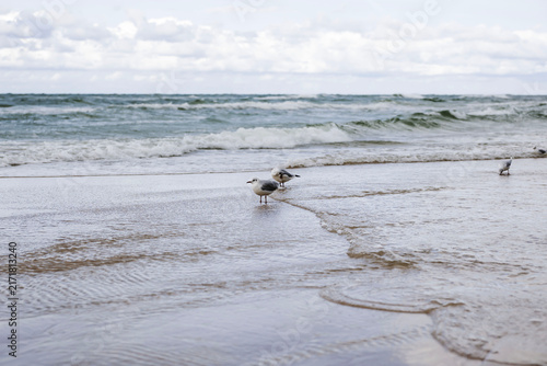 Three seagulls standing on the wet sand of the Baltic Sea beach