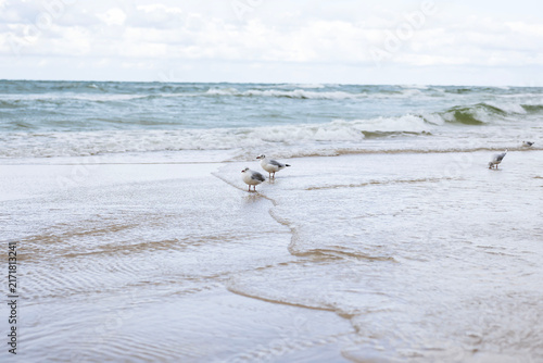 Three seagulls standing on the wet sand of the Baltic Sea beach