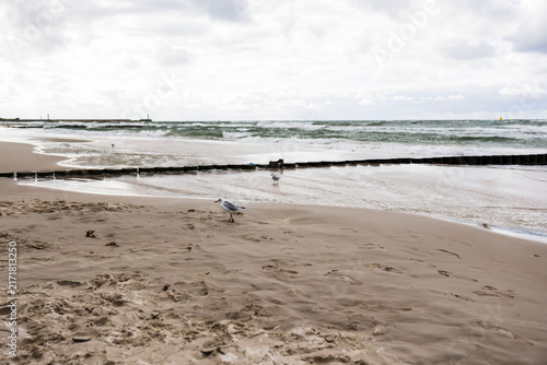 Three seagulls standing on the wet sand of the Baltic Sea beach